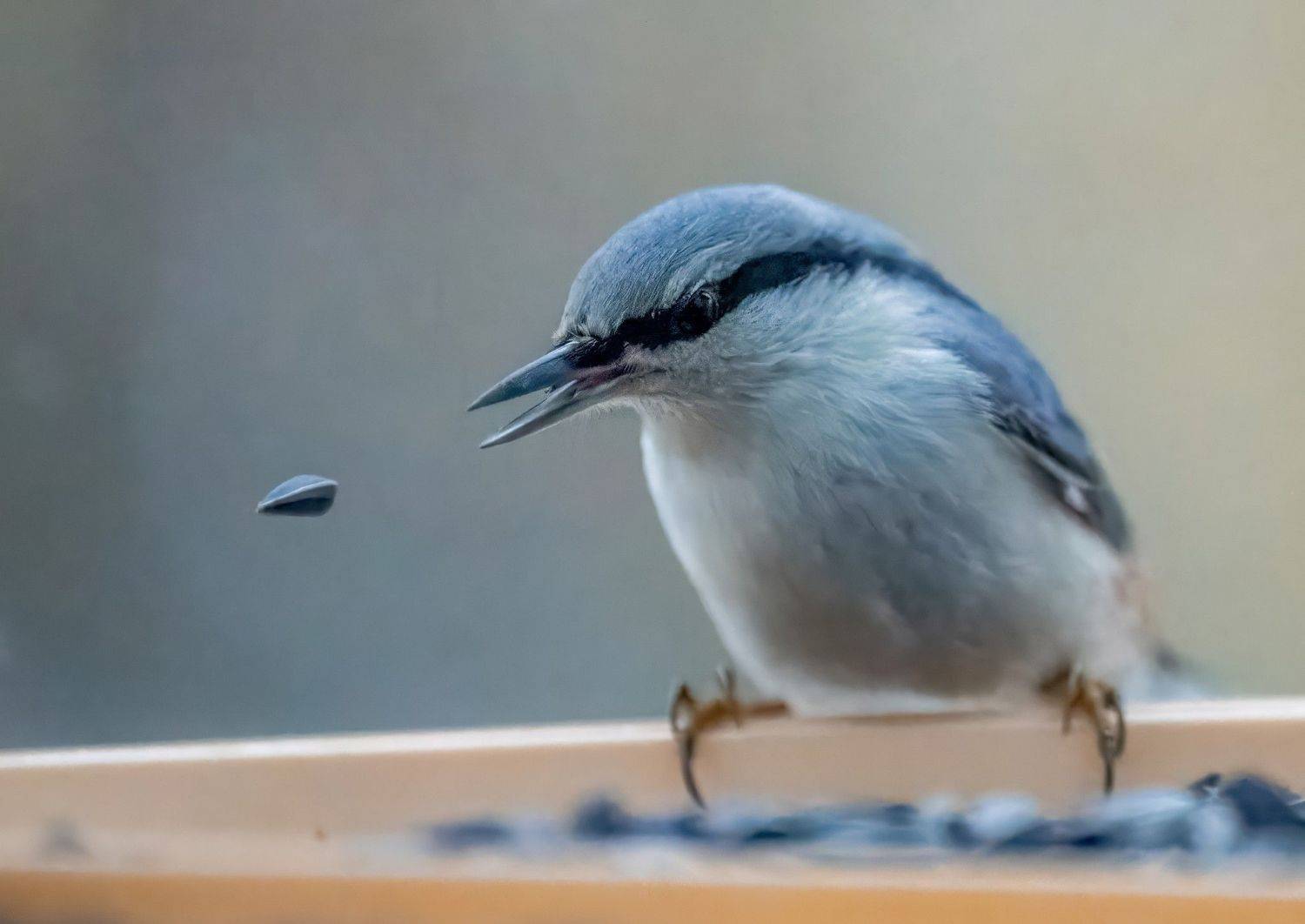 , Дэм Константин