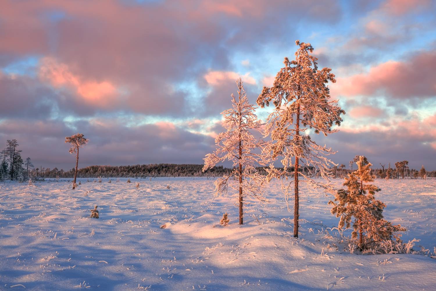 , Максим Евдокимов