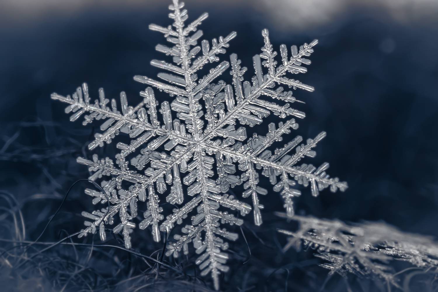 снежинка, макро, Вячеслав Мельников