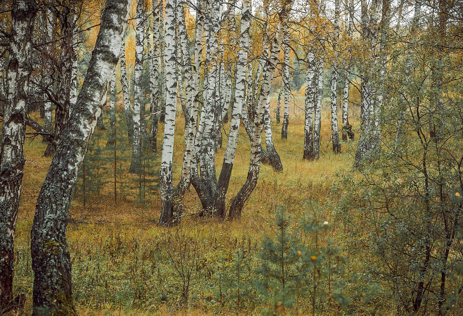 , Кирилл Огинов