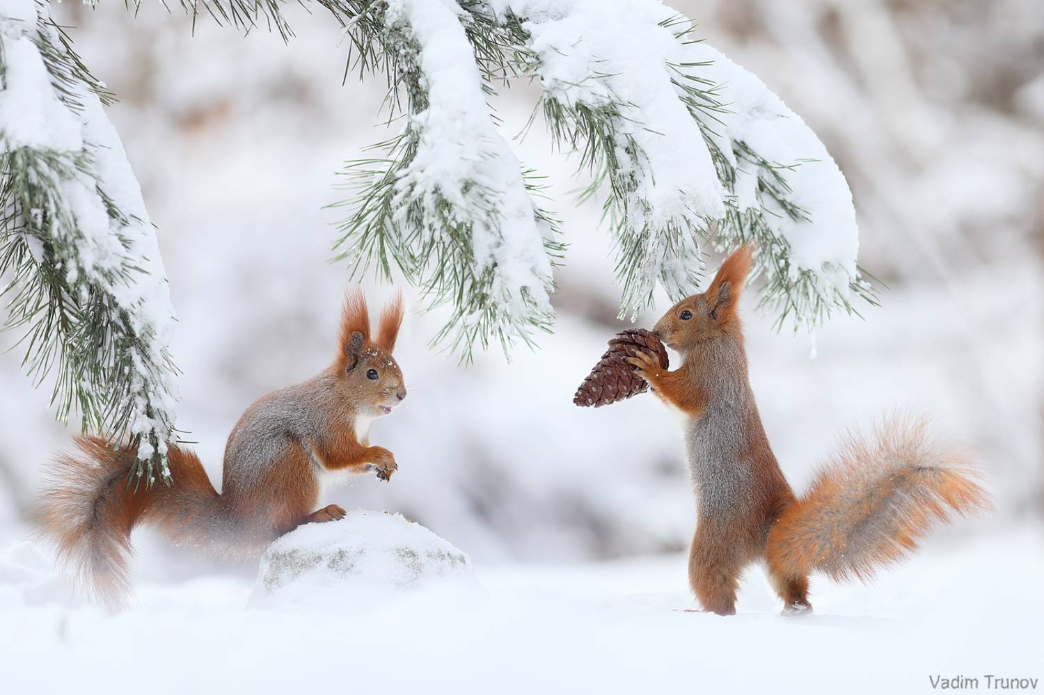 белка, squirrel, Вадим Трунов
