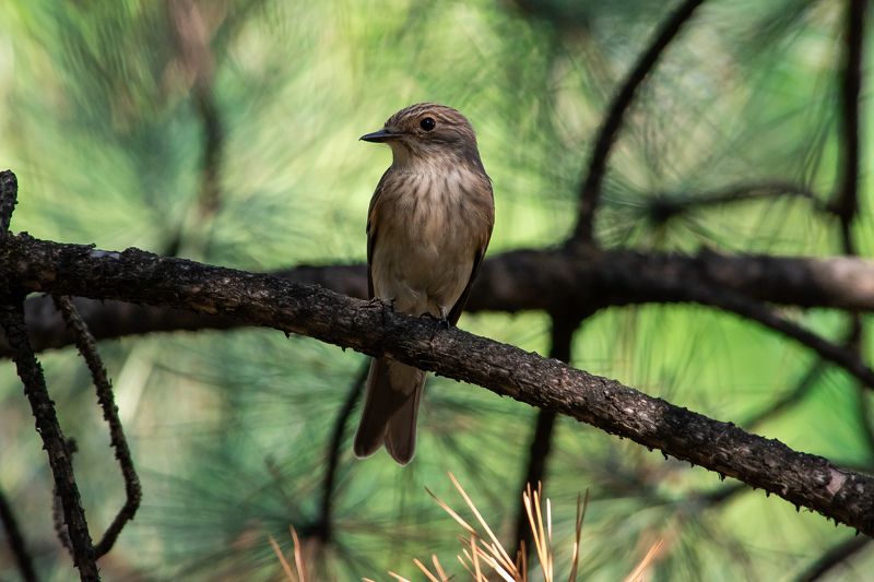 Muscicapa striata фото превью