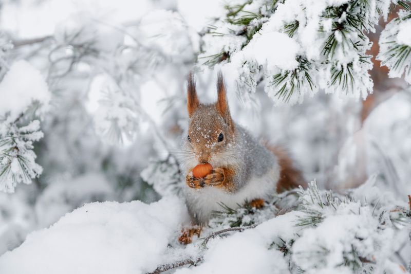фото превью