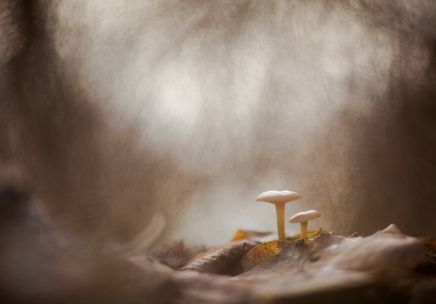 , Викулов Николай