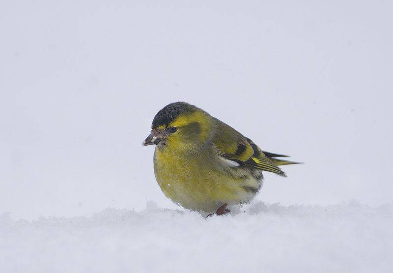 Белая сказка фото превью
