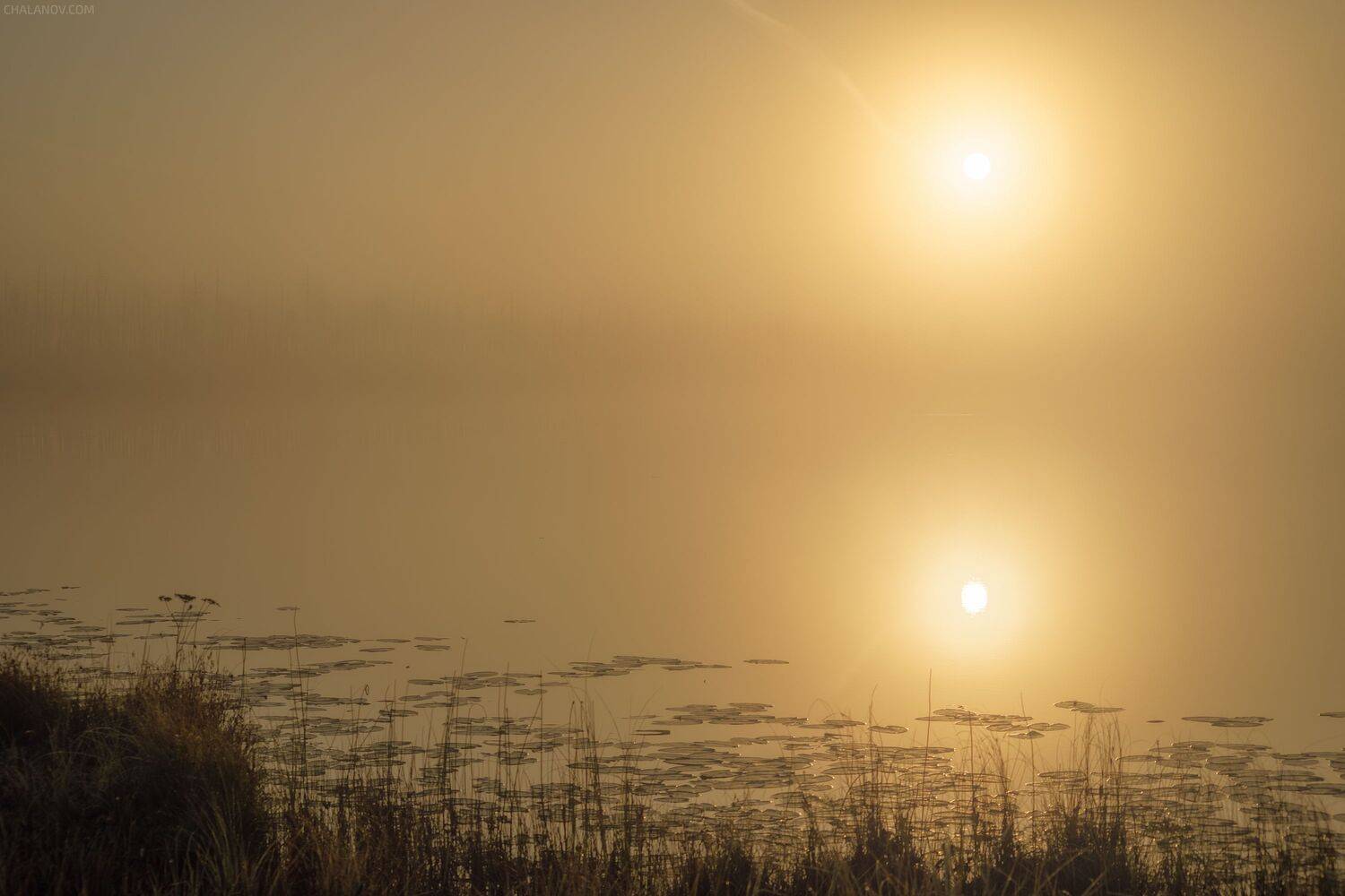 пейзаж, рассвет, сосны, туман, болото, север, озеро, landscape, sunrise, swamp, north, pines, fog, lake, Чаланов Иван