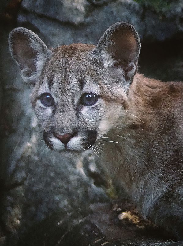 Пума фото превью