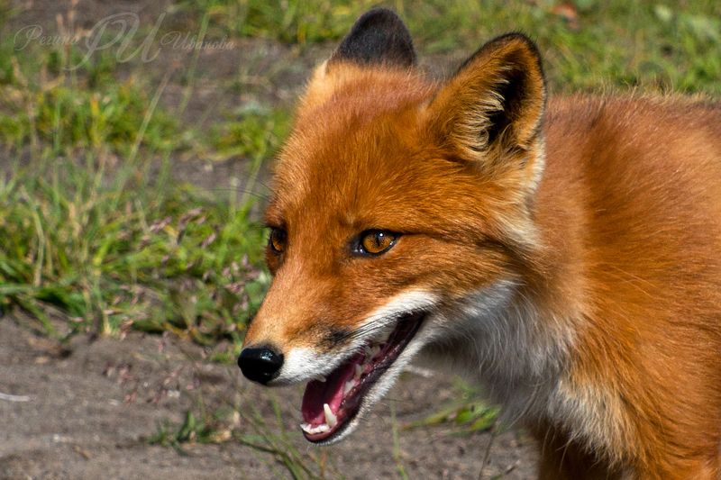 #животныекамчатки #камчатка Рыжик фото превью