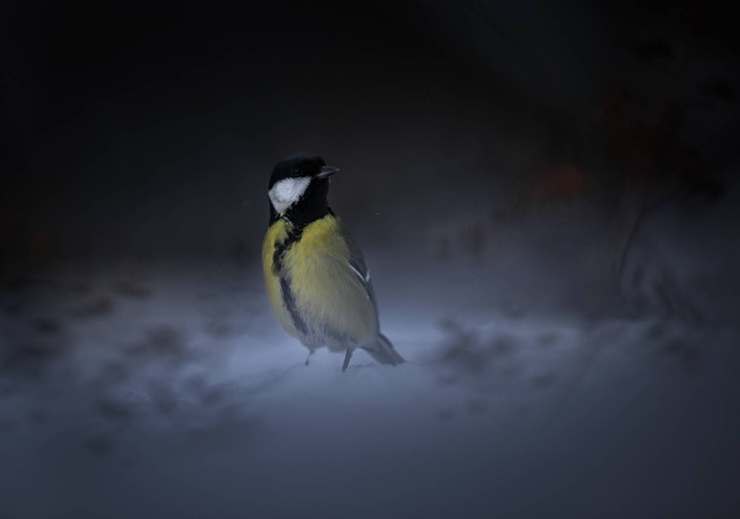 лес, свет, утро, природа, синица, птицы, Баранов Олег