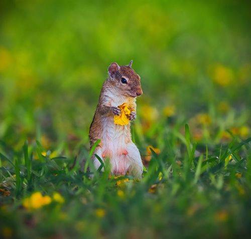 Chipmunk