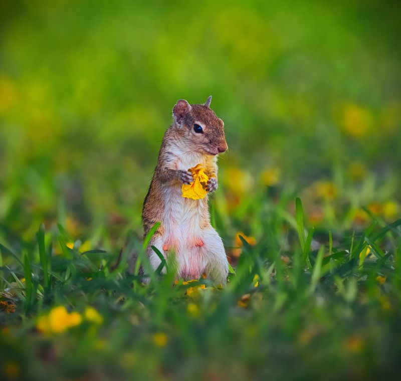 chipmunk.tail.lizard, reptile, closeup, bird, birds, wild, wings, beauty, nature, swan, feather, spread, little sparrow,animal,animals,nikon,tailorbird,portraitm,eyes Chipmunk фото превью