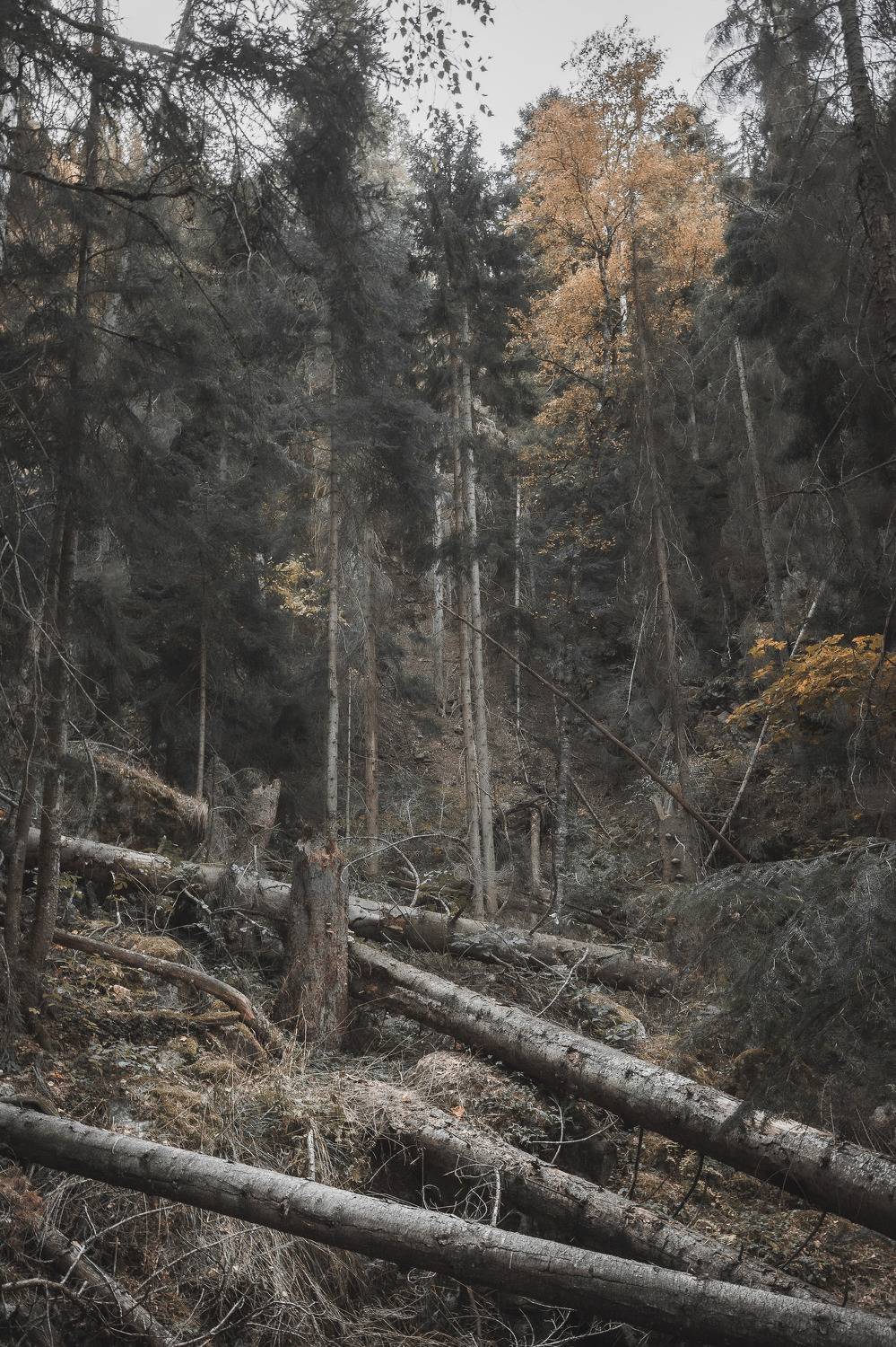 , Юрий Пужалин