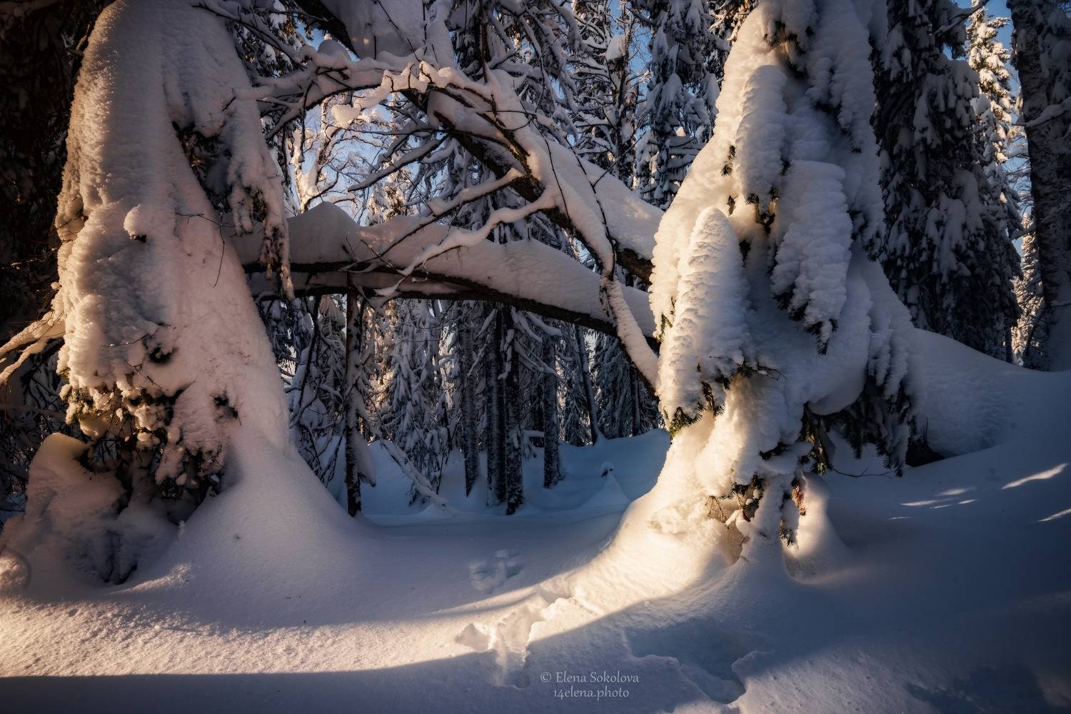 ветлан, пермский край, лес, зима, пейзаж, тайга, Соколова Елена