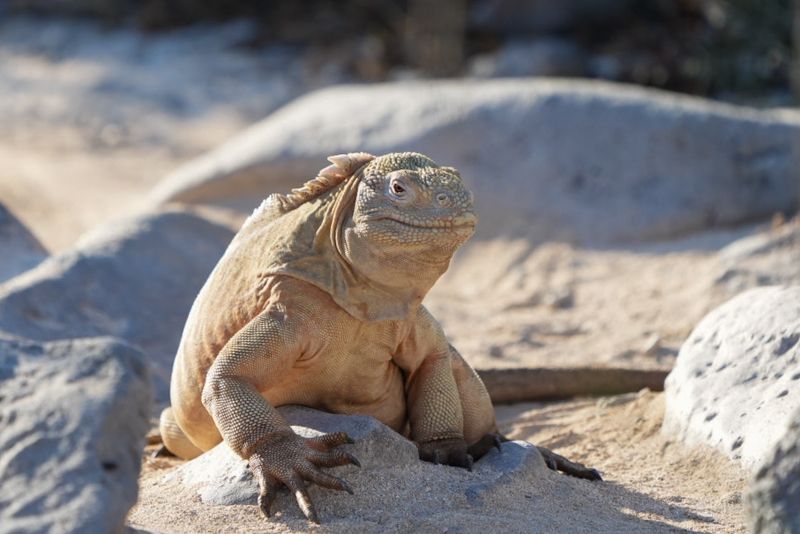 lizard lizard фото превью