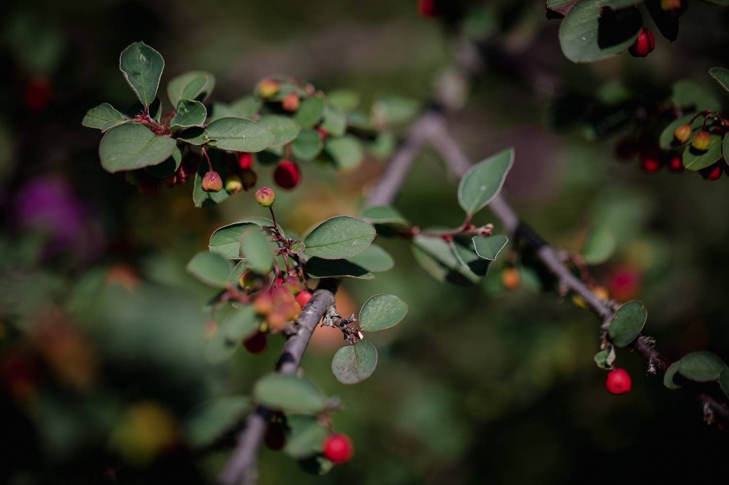 , Бравичева Анастасия