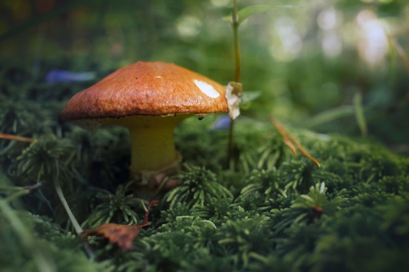 Грибок фото превью