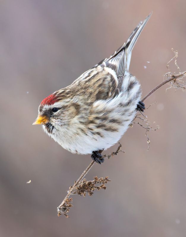 чечетка, acanthis flammea, птицы, фото птиц Чечетка. (Acanthis flammea) фото превью
