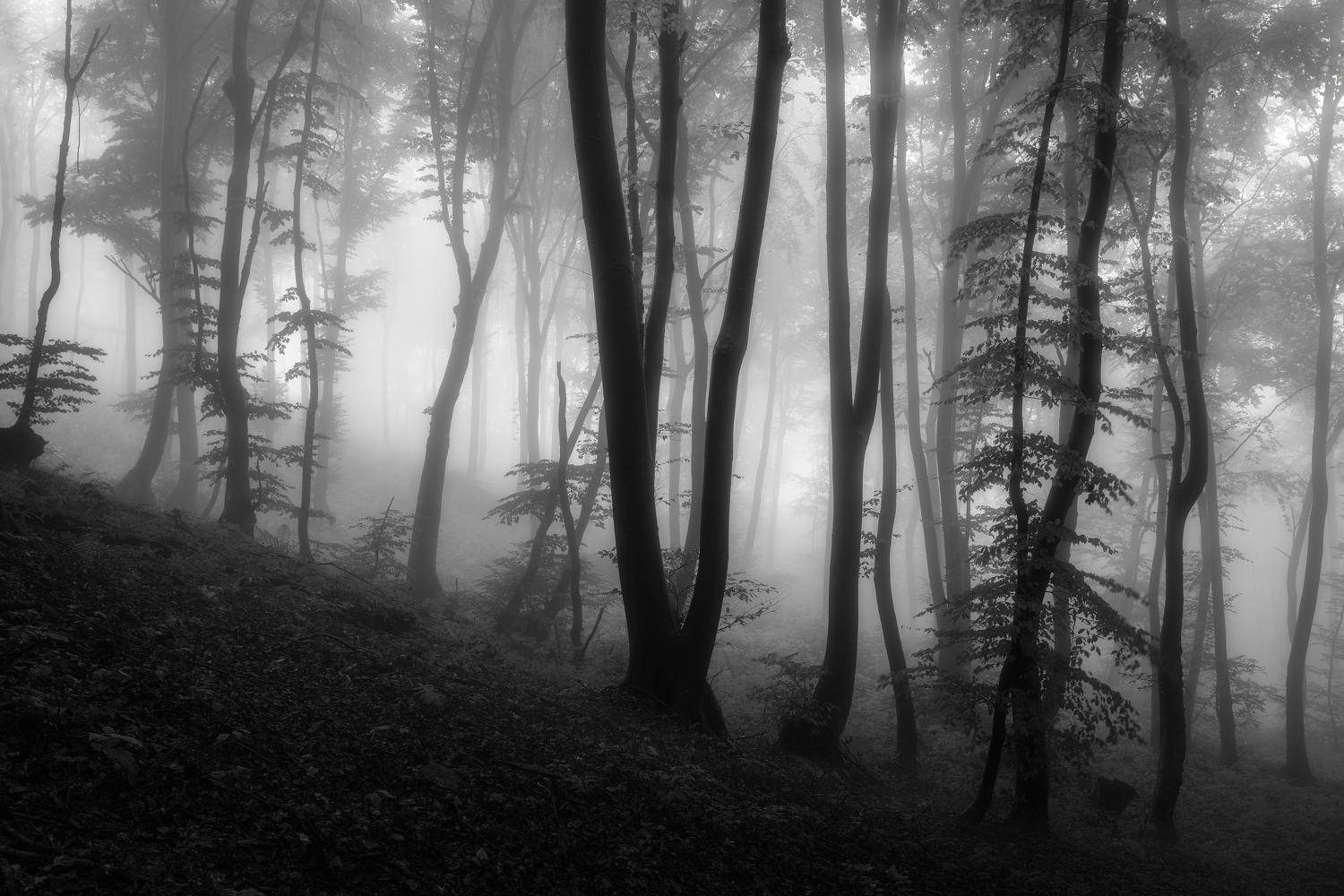 , de Franzoni Thomas