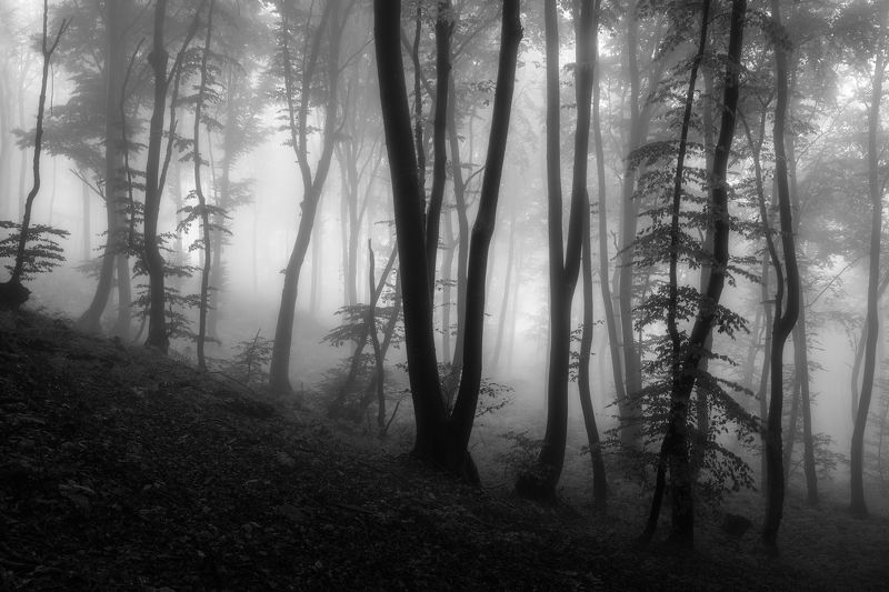Fragile Dreams фото превью