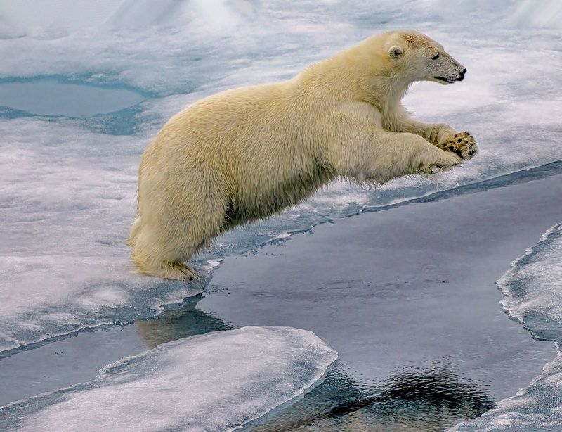Polar Jump фото превью