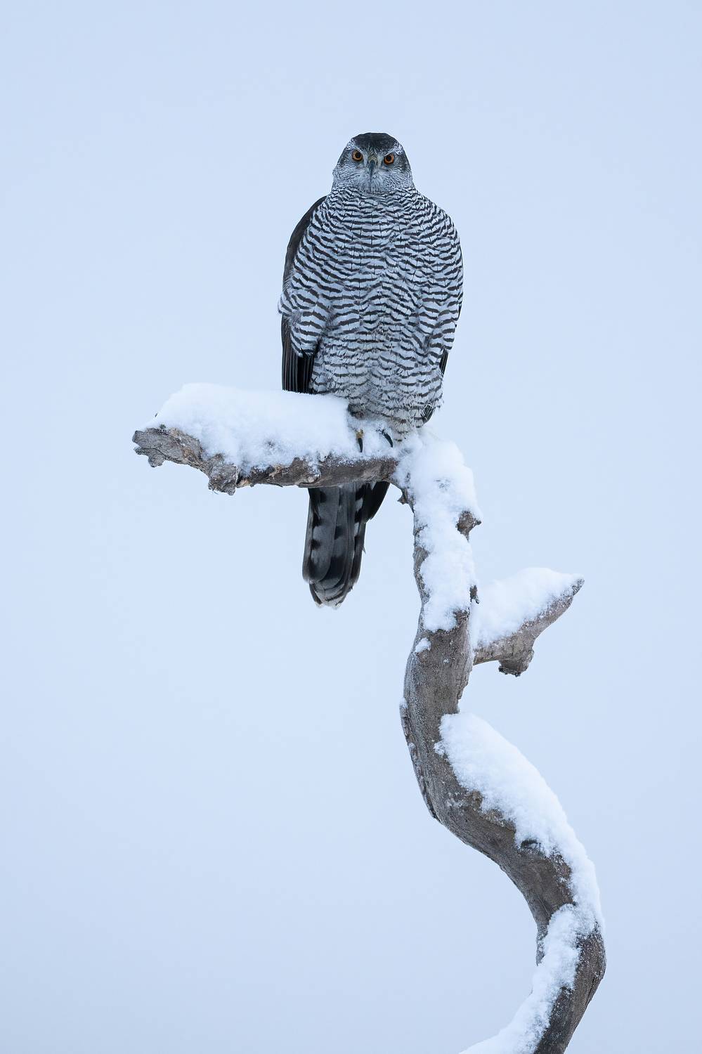 , Мартин Попов