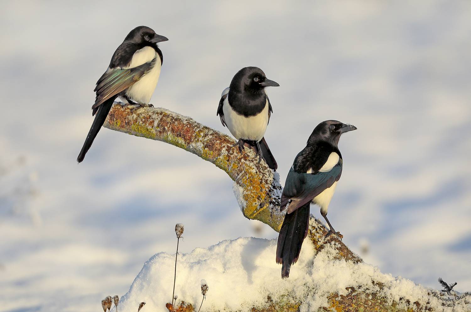сорока., Гусар Александр