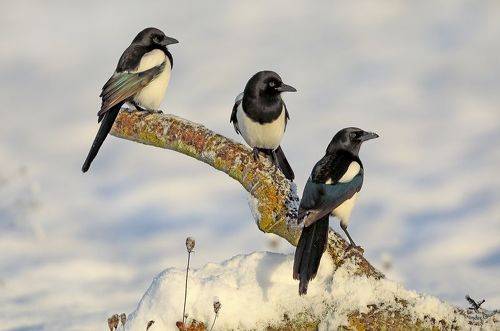 Три сестры.
