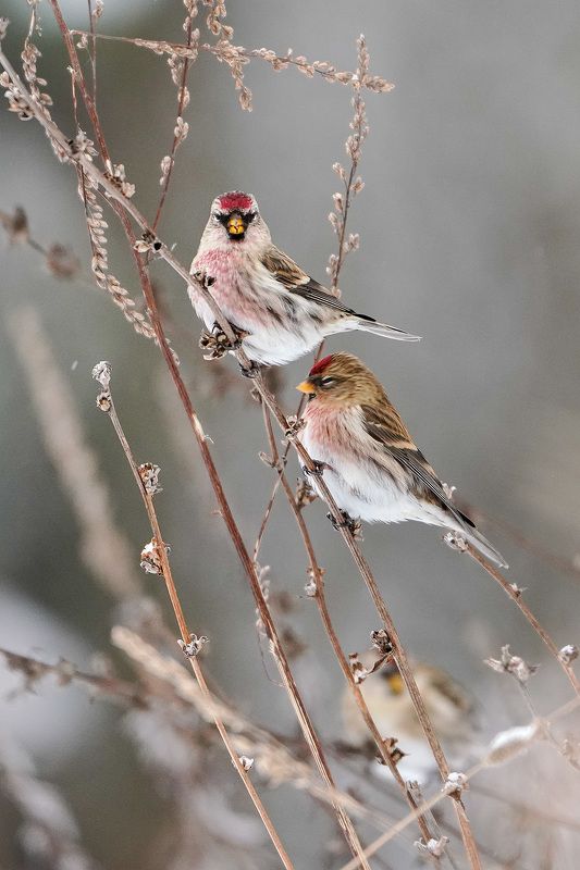 Чечётки фото превью
