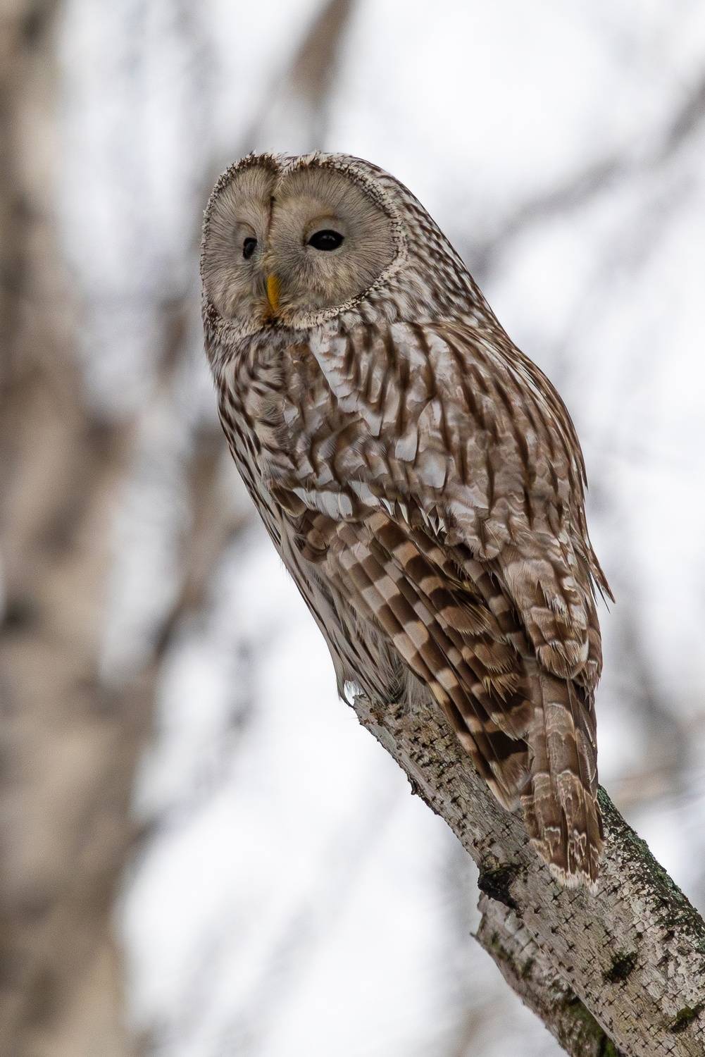 , Гильманов Артур