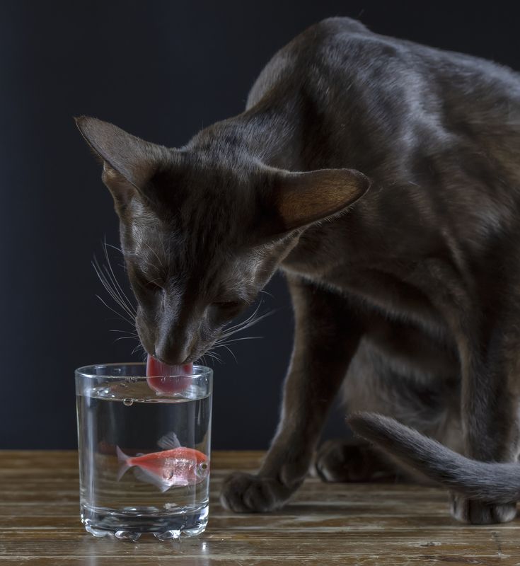 кот, ориентал, тернеция, рыбка Рыбка:) фото превью