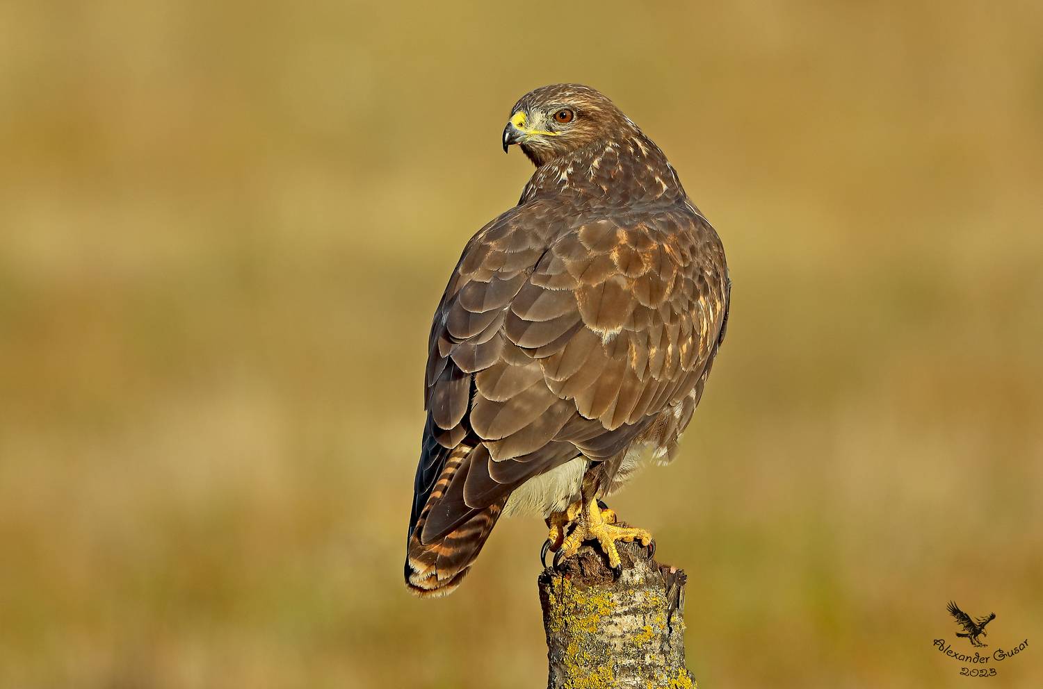 , Гусар Александр