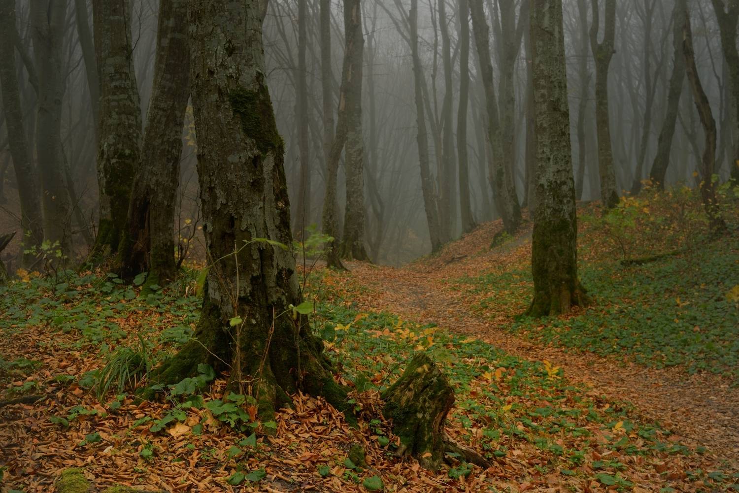 осень листва утро лес туман, Александр Жарников