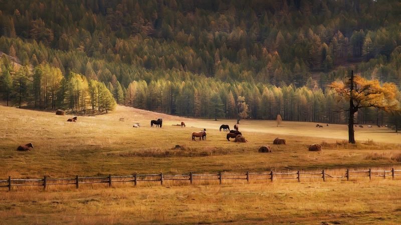 В тихой осени Алтая... фото превью