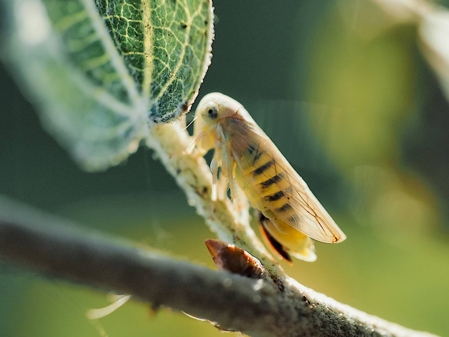 макро, цикадка, насекомое, macro, insect, Протченко Ирина