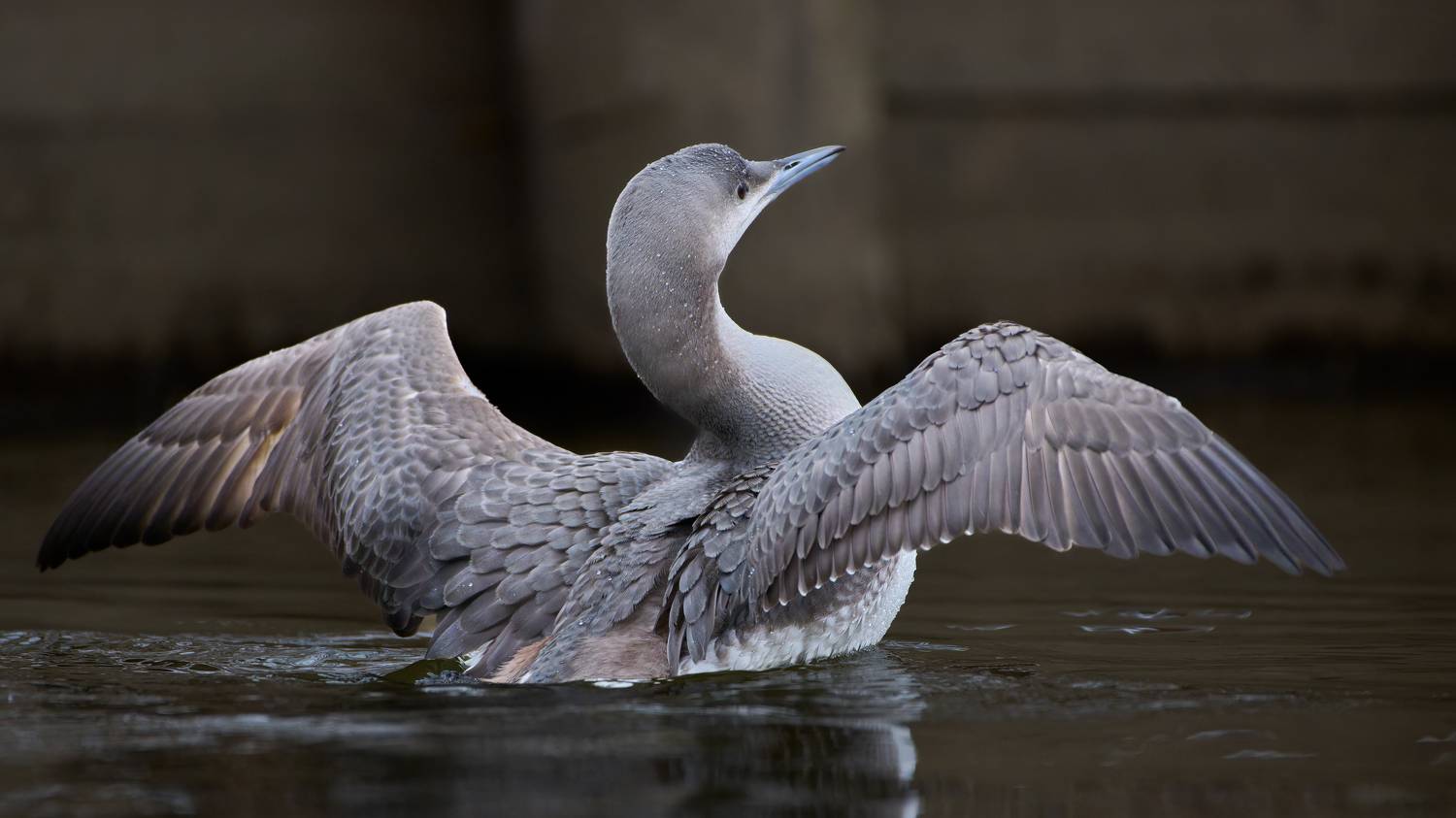 , Александр Семенов