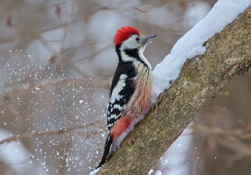 Средний пестрый дятел фото превью
