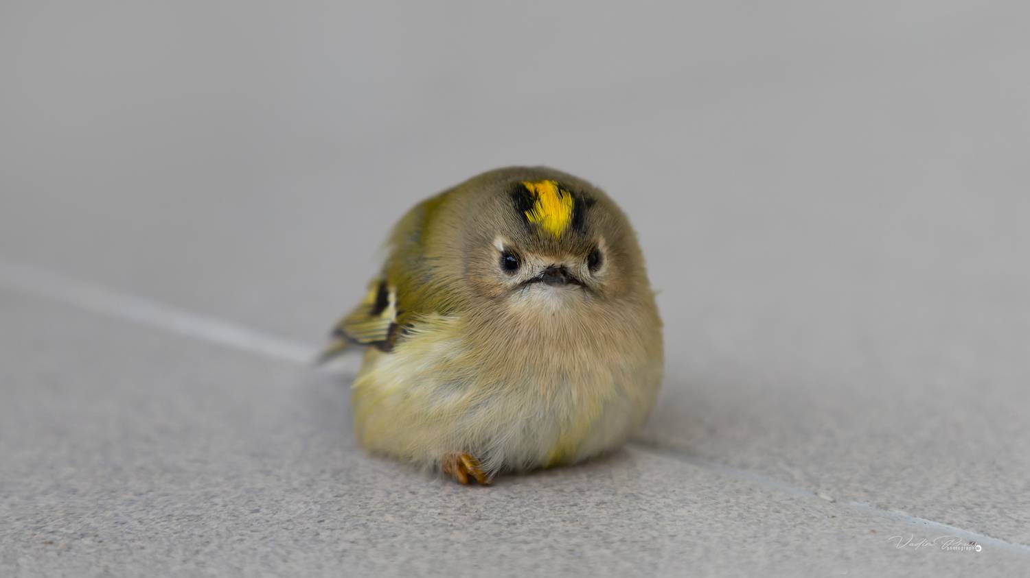 Жёлтый королёк, птичка, фотография, пернатый, животное, портрет,  маленький, пушистый, сидит, Vadim Svirin