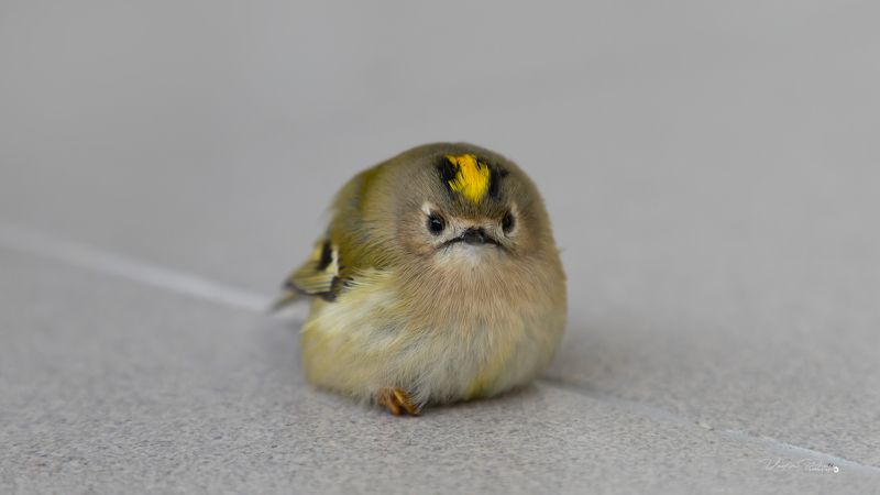 Жёлтый королёк, птичка, фотография, пернатый, животное, портрет,  маленький, пушистый, сидит «Желтоголовый королёк» фото превью