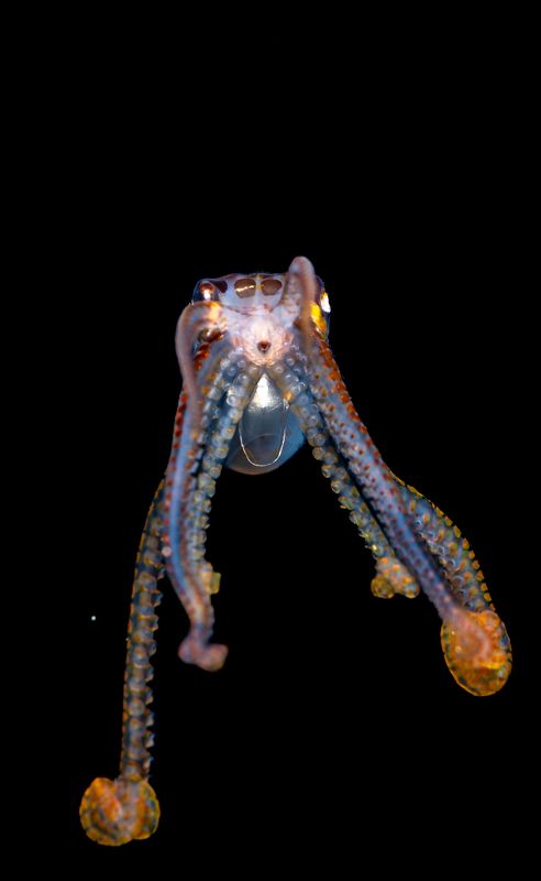 @mluwphotography Longarm Octopus фото превью