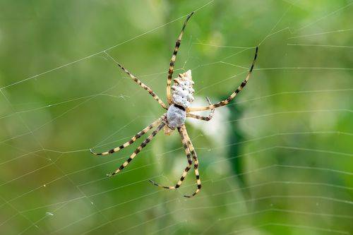 Argiope lobata
