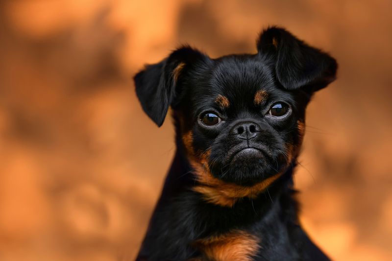 знакомьтесь , это брайтли и он пти -брабансон). очень интеллектуальный пёс , с высоко развитой эмпатией к своим людям. Брайтли фото превью