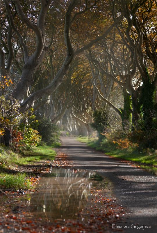 Dark Hedges. фото превью