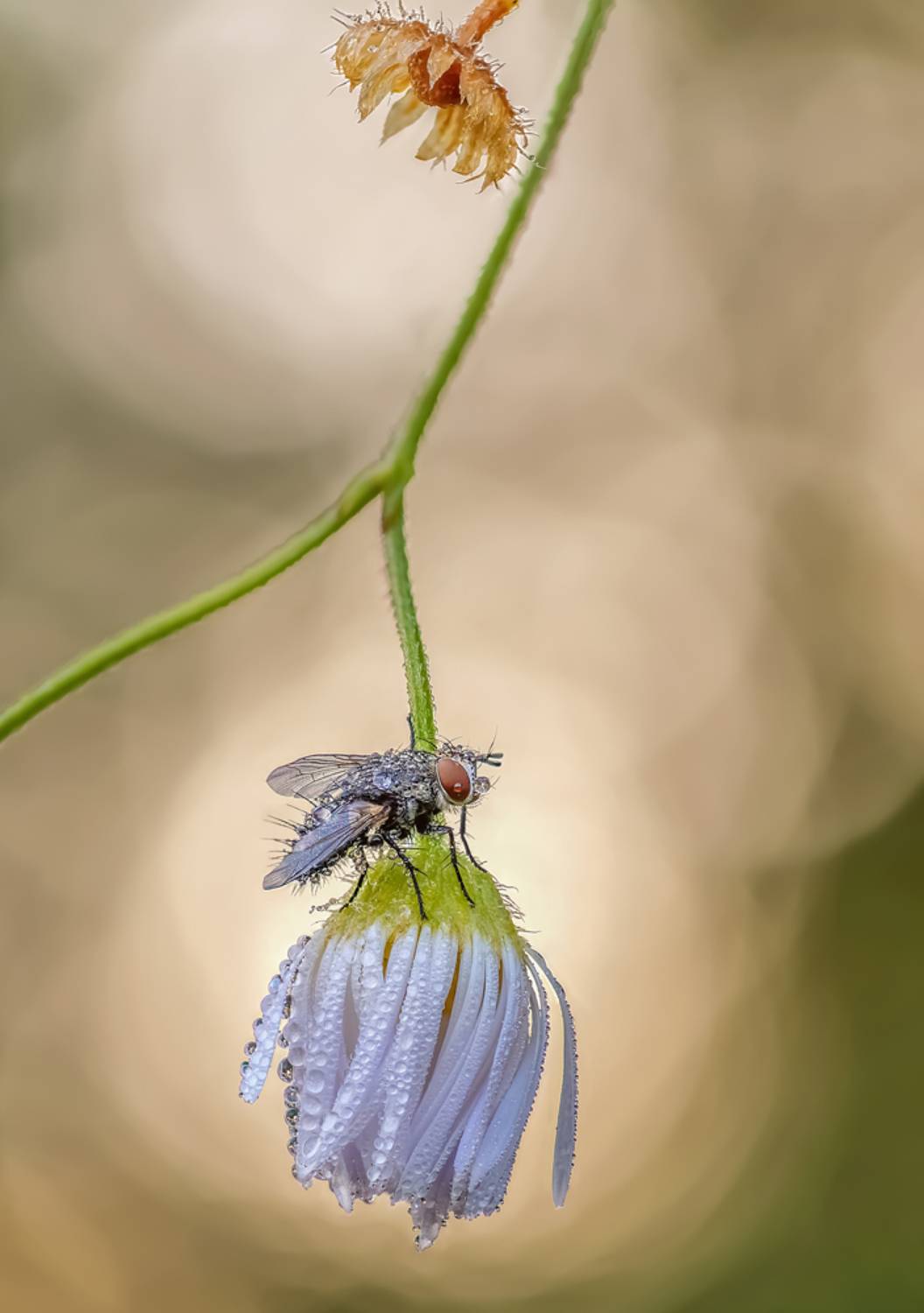, Чепленко Алексей