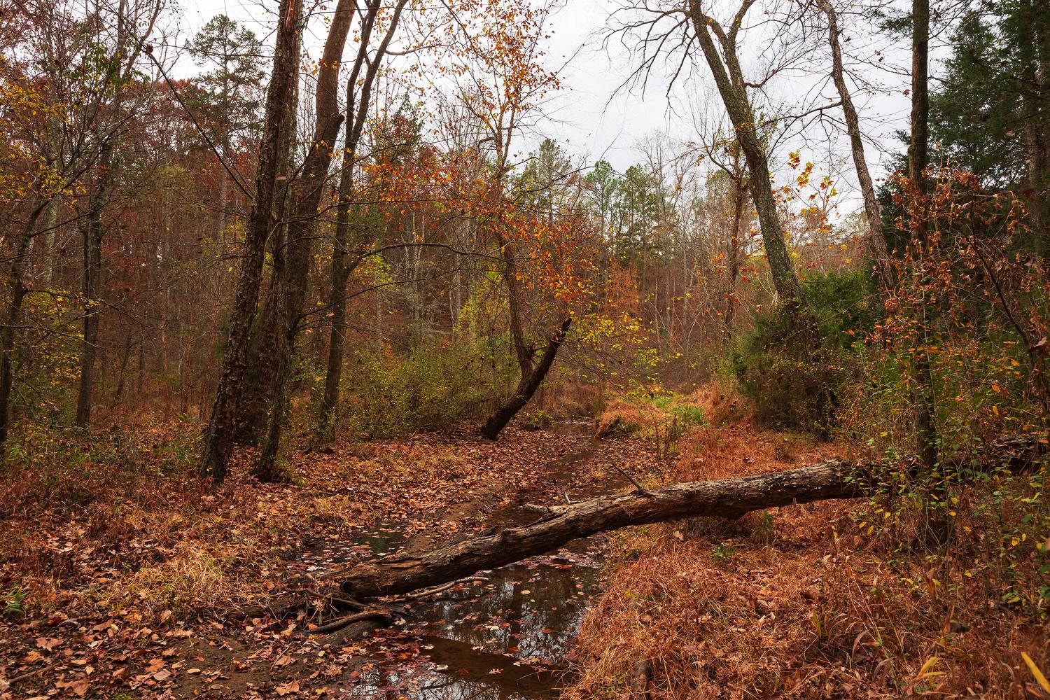 , Леонид Дьяченко