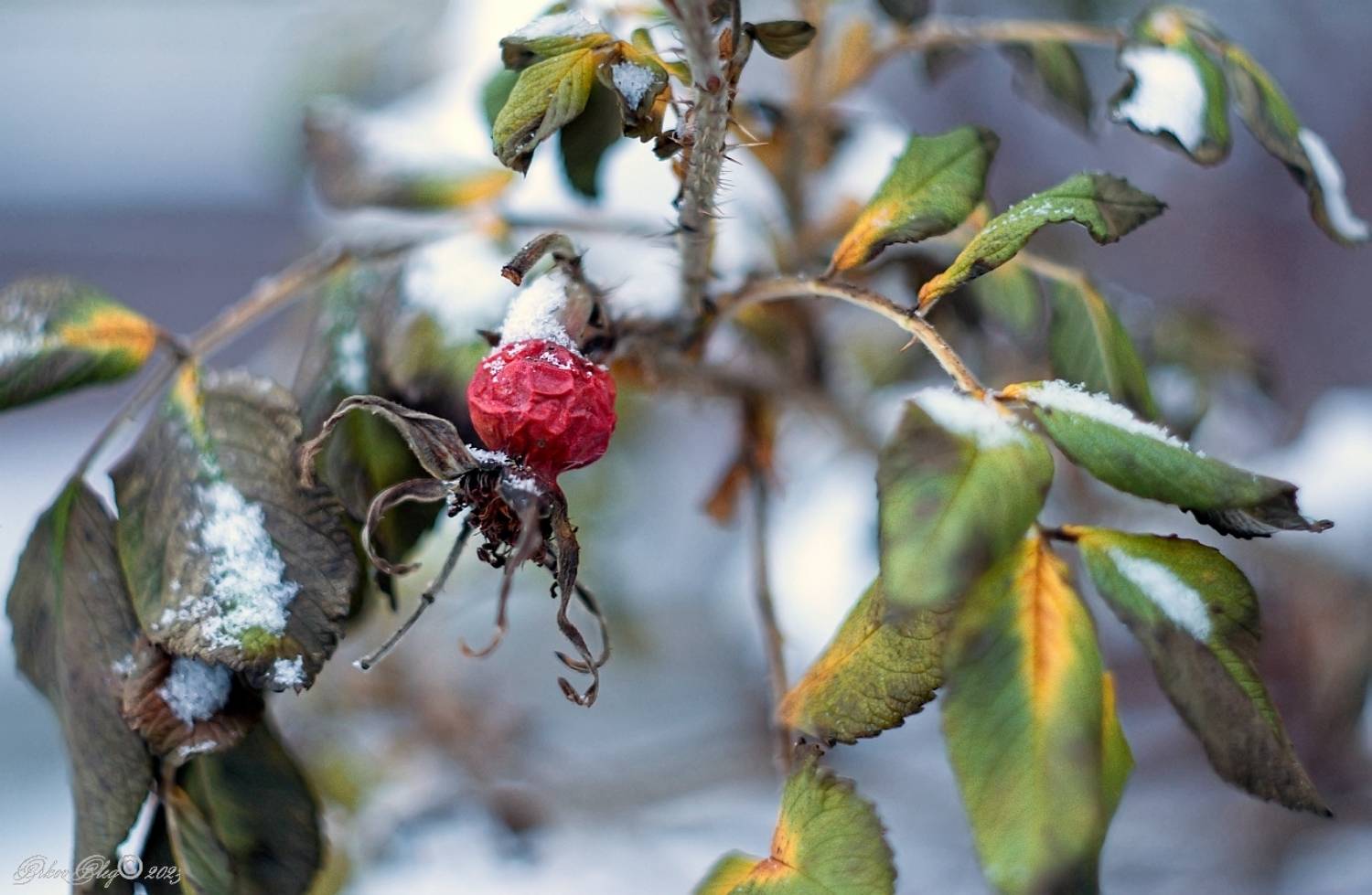 , Орлов Олег