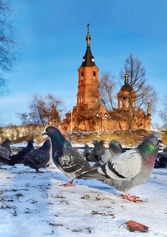 Орлы))) фото превью