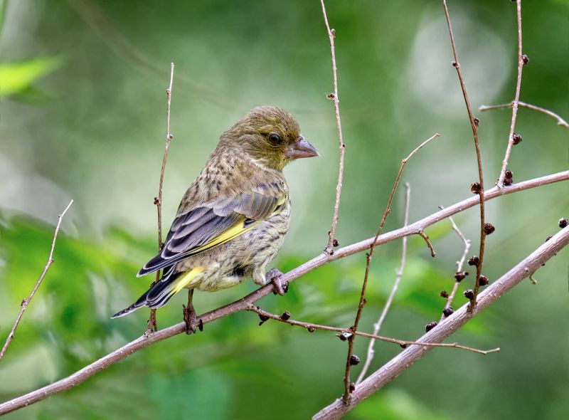птицы, зеленушка, воробушек, мухи, *** фото превью