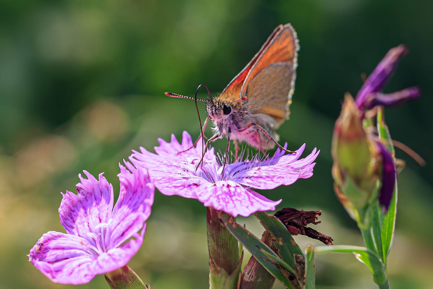 насекомые, бабочка, толстоголовка, лето, июль, Борис Новиков