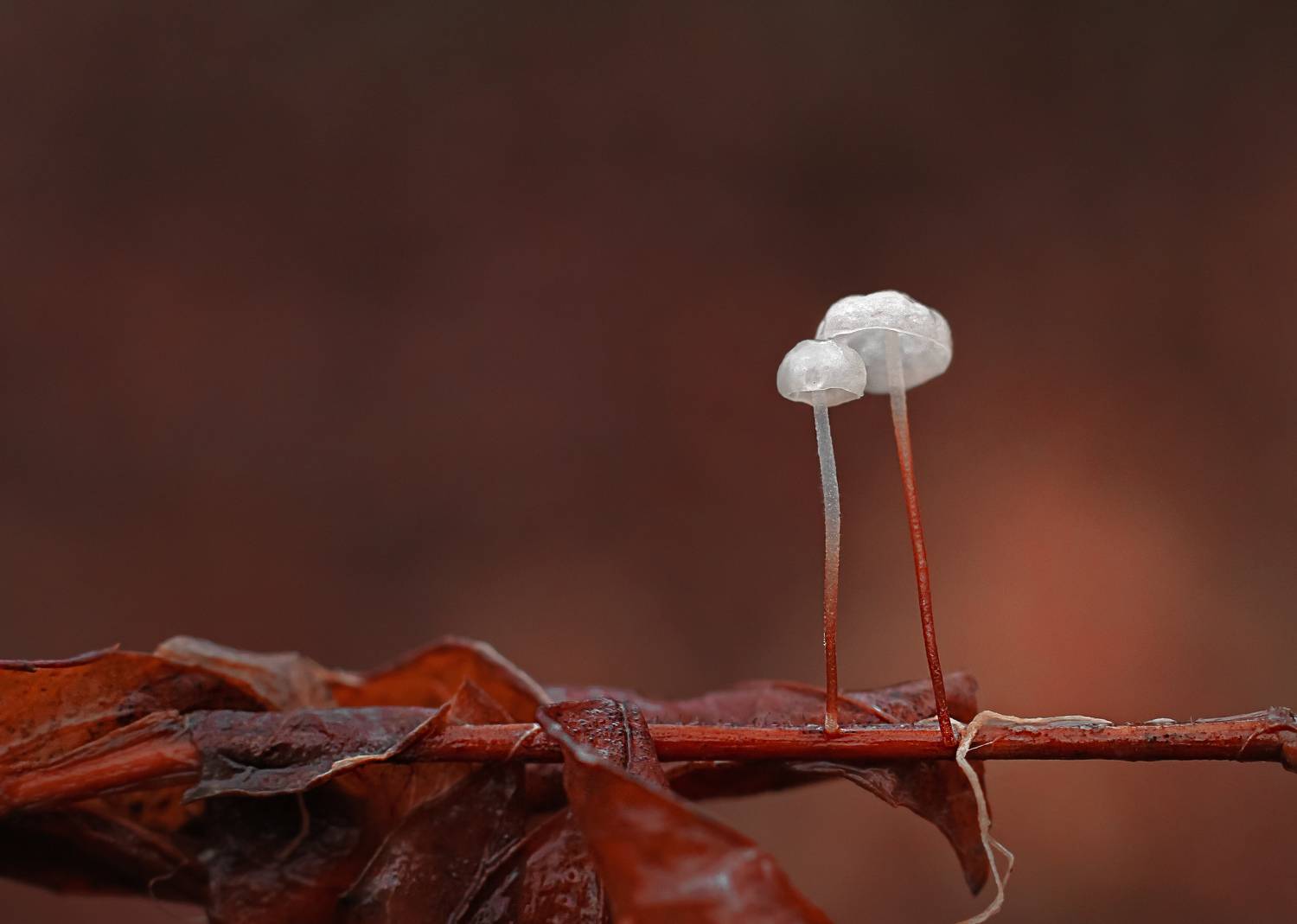 , Julia Khvorostyanaya