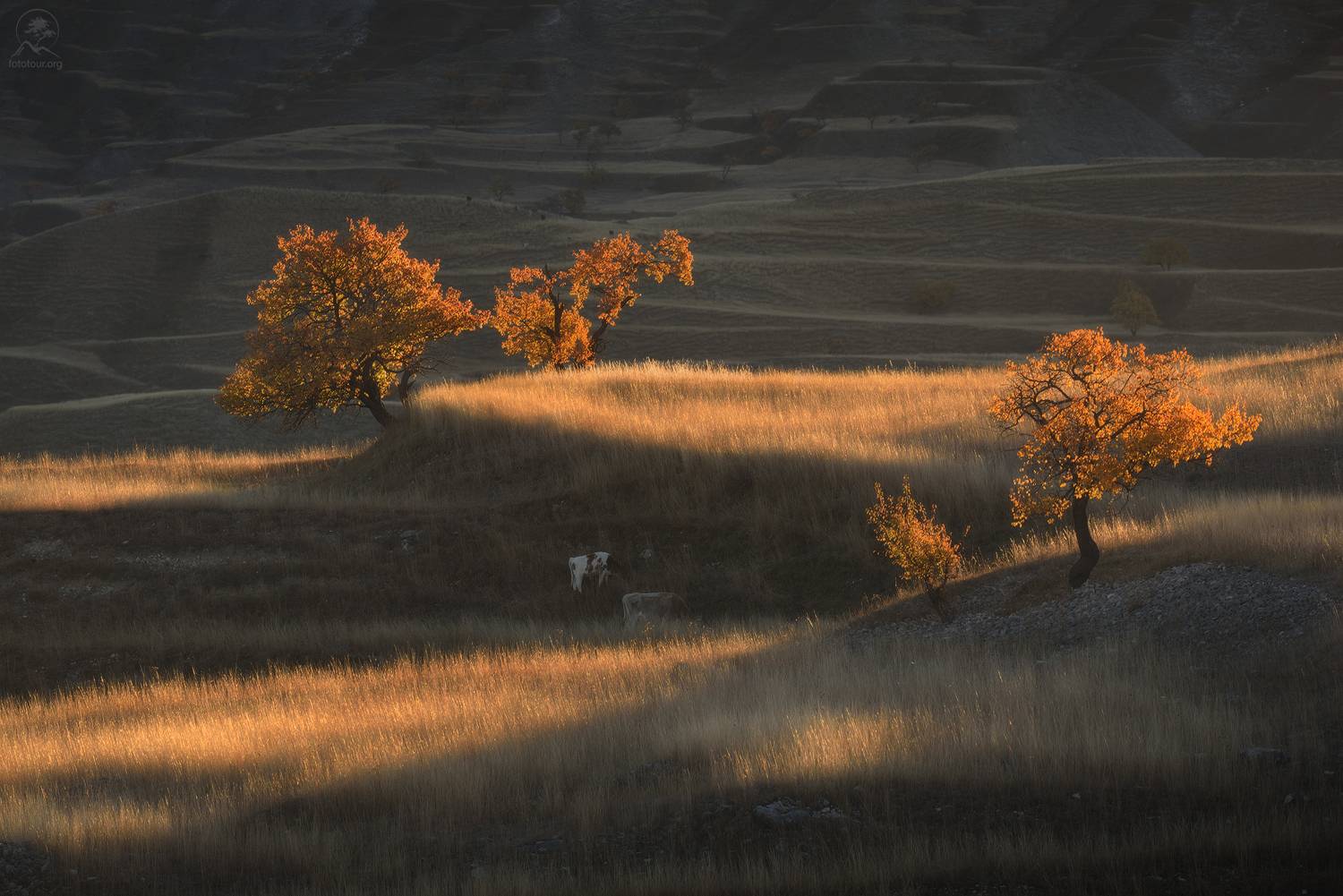 дагестан, горный дагестан, кавказ, фототур в дагестан, деревья, горы, Гордиенко Анатолий